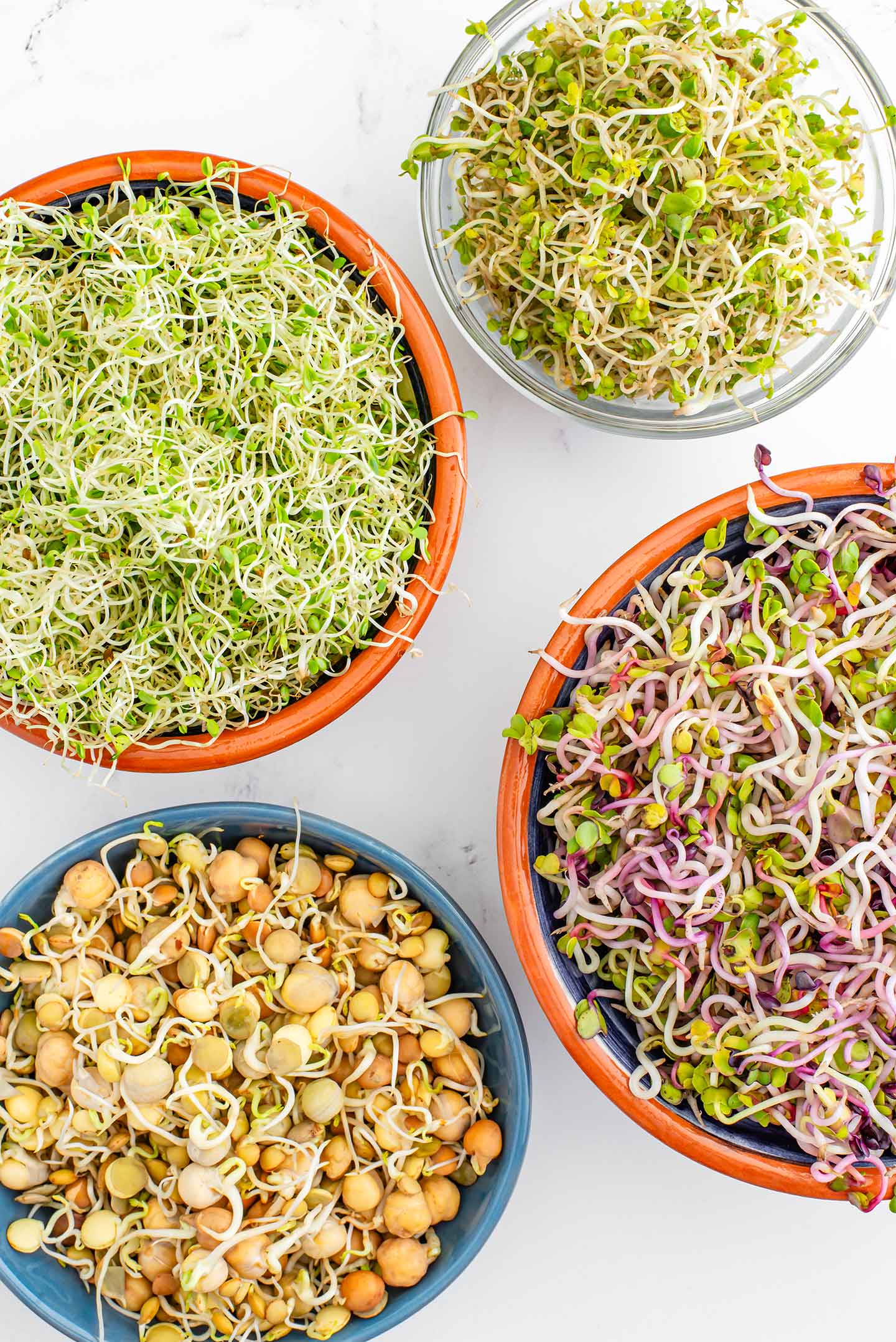 Top down view of four varieties of sprouts. In one bowl are sprouted beans, peas and lentils. Other bowls contain rainbow radish sprouts, broccoli sprouts, and a sandwich booster blend with alfalfa sprouts. 